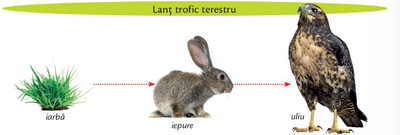 lant trofic terestru