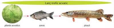 2lanturi trofice acvatice lectie