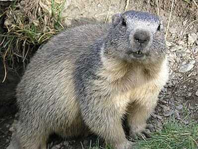 marmota