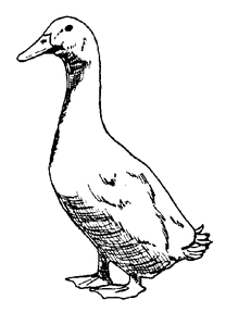 papucii gascanului